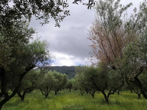 Charming estate in Zakynthos - Planos, Zakynthos, Ionian Islands