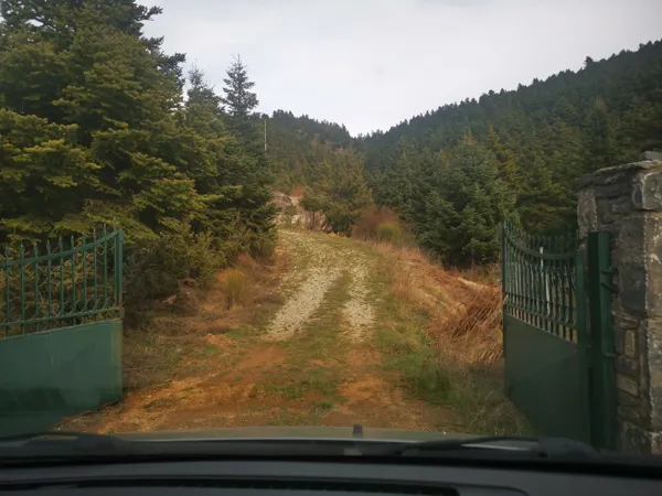 House nested in a pine forest - Lagkadia, Peloponnese