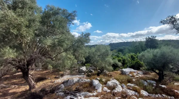 Olive grove plot with planning permission for a Mediterranean villa - Meganisi, Ionian Islands