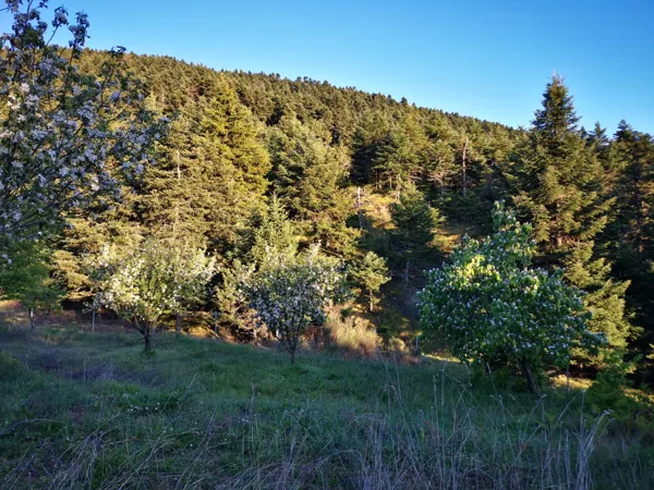 House nested in a pine forest - Lagkadia, Peloponnese