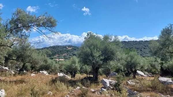 Olive grove plot with planning permission for a Mediterranean villa - Meganisi, Ionian Islands