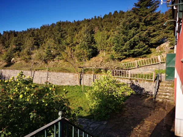House nested in a pine forest - Lagkadia, Peloponnese