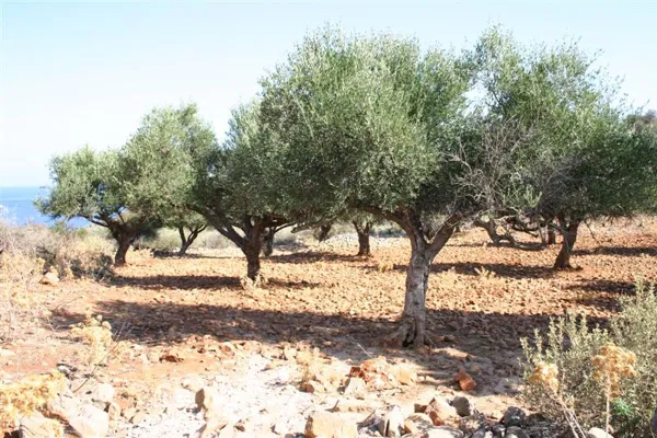 Hillside development plot close to the sea - Kefalas, Chania, Crete