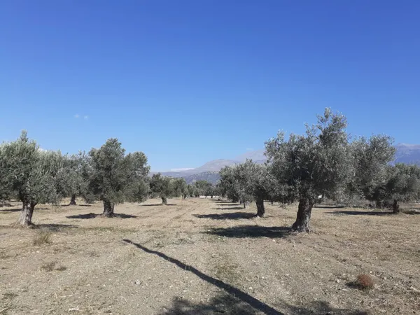 Development Plot - Tympaki, Heraklion, Crete