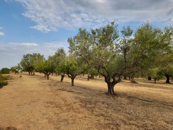 Great positioned land plot - Akrata, Achaïa, Peloponnese