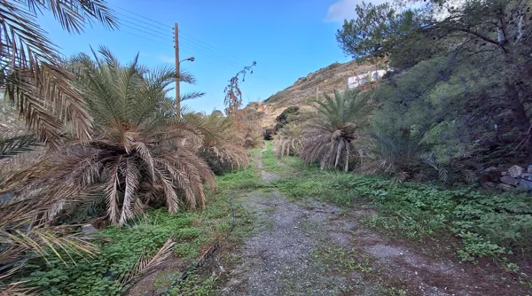 Olive Trees Plot with Small House - Siteia, Lasithi, Crete