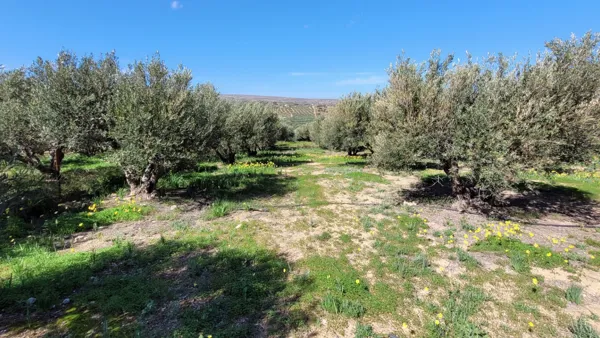 Villa with Guest Studios & Land - Siteia, Lasithi, Crete