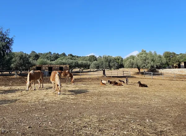 Hilltop paradise estate with amazing panoramic view - Galatas, Trizina, Attica