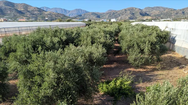 Buildable Plot Near the Sea  - Koutsouras, Lasithi, Crete