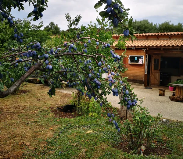 Hilltop paradise estate with amazing panoramic view - Galatas, Trizina, Attica