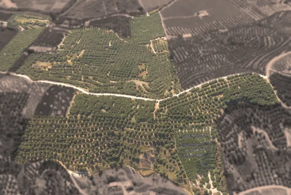 Olive Estate & Development Opportunity - Heraklion, Heraklion, Crete