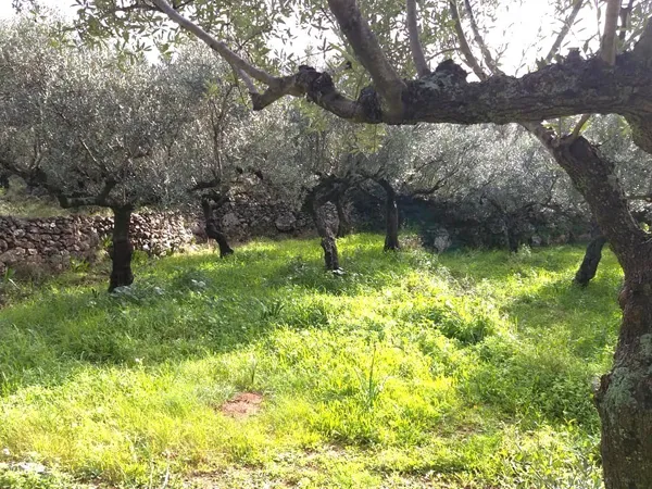Land plot with sea views - Kardamyli, Messinia, Peloponnese