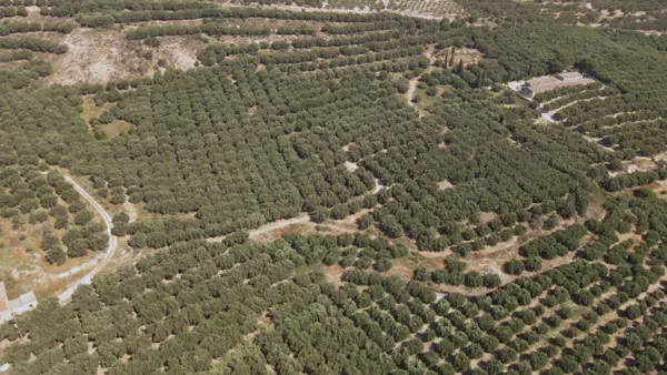 Olive Estate & Development Opportunity - Heraklion, Heraklion, Crete