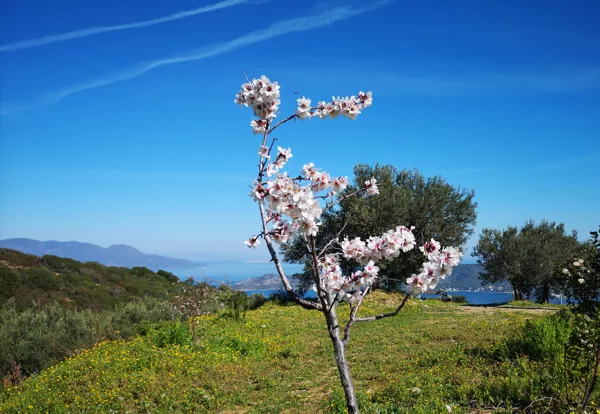 Hilltop paradise estate with amazing panoramic view - Galatas, Trizina, Attica
