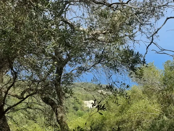 Land plot in a privileged location - Kassiopi, Corfu, Ionian Islands
