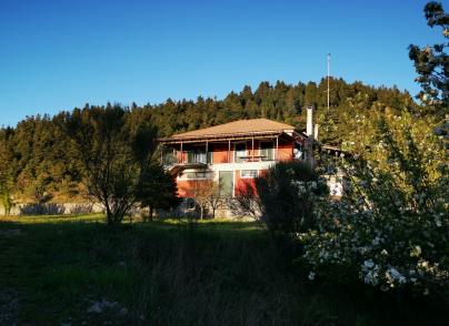 House nested in a pine forest