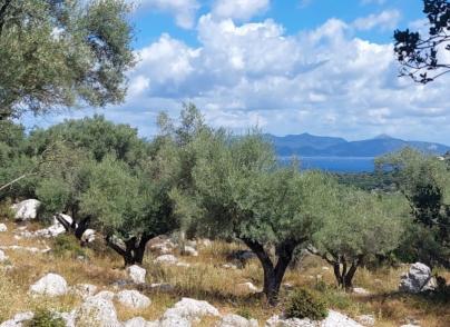 Olive grove plot with planning permission for a Mediterranean villa